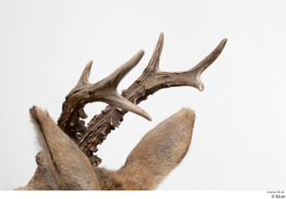 European roe deer antler head 0018.jpg